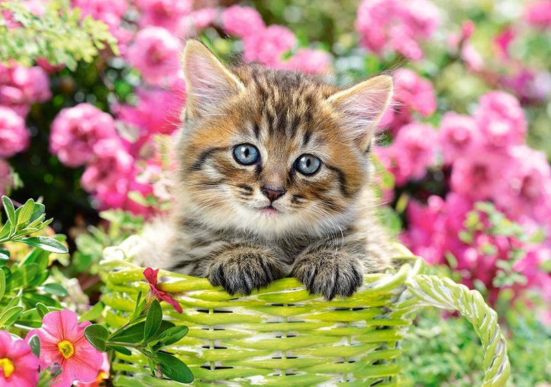 Kitten in Flower Garden, 500 Pc Jigsaw Puzzle by Castorland