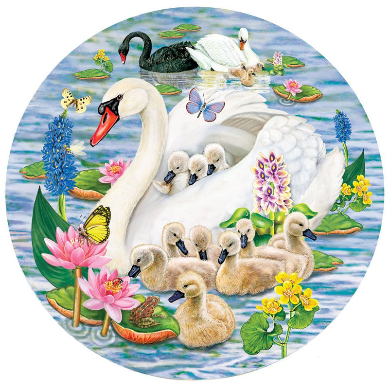 Swans and Cygnets