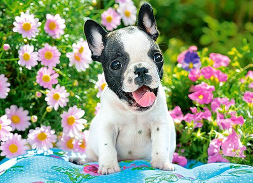French Bulldog Puppy, 70 premium piece puzzle by Castorland