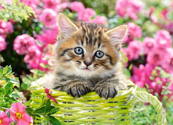 Kitten in Flower Garden, 100 piece premium puzzle by Castorland