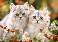 Persian Kittens, 200 piece premium puzzle by Castorland