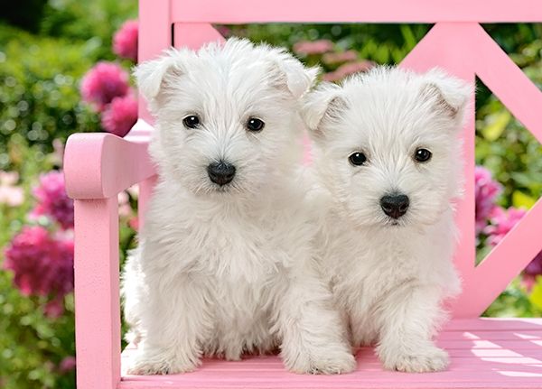 White Terrier Puppies, 120 Pc Jigsaw Puzzle by Castorland