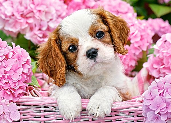 Pup in Pink Flowers, 180 pieces by Castorland