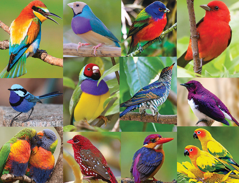 Birds of Paradise, 500 Piece Puzzle, by Springbok Puzzles.