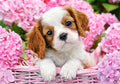 Pup in Pink Flowers, 500 Pc Jigsaw Puzzle by Castorland