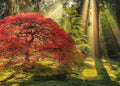 Magic Forest Guiding Light, 1000 Pc Jigsaw Puzzle by Heye